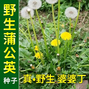 野生蒲公英种子 多年生野菜婆婆丁黄花地丁四季播可食用药用 种籽