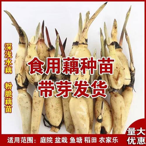 食用藕种苗粉藕脆藕浅水藕深水藕池塘稻田莲藕种苗藕根荷花盆栽