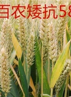 国审高产抗病小麦种子百农矮抗58，百农4199冬小麦种子高产大穗抗