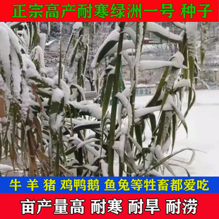 巨菌草种子绿洲一号牧草种子高丹王种子多年生四季皇竹草种子鱼草