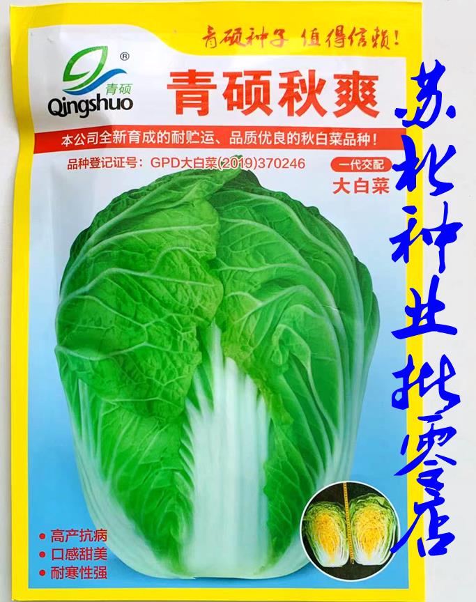秋爽黄心大白菜种子秋播中熟黄心叠抱高产好吃耐贮运大田专用