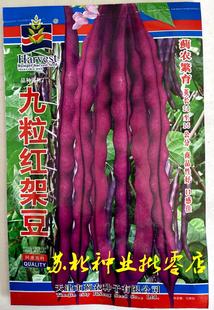 春秋播种九粒红架豆种子紫红梅豆子早中熟高产农家精选豆角种
