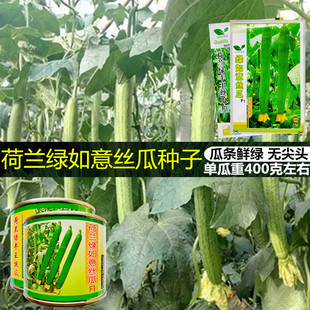 荷兰绿如意丝瓜种子耐寒耐热高产抗病产量高无尖头绿丰王丝瓜种籽