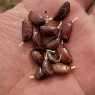 柿树种子 果树 柿子花 好吃的柿子的果实 柿子树种子