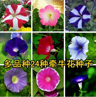 四季易播 陽臺花卉盆栽 爬藤攀援 大牽牛花種子 庭院花草植物玫瑰