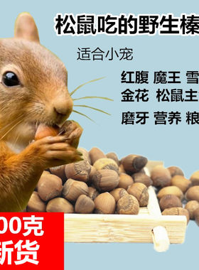 东北小榛子生榛子榛子仁松鼠吃的磨牙零食主粮粮食红腹魔王金花黄
