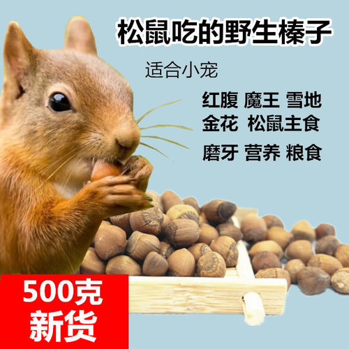东北小榛子生榛子榛子仁松鼠吃的磨牙零食主粮粮食红腹魔王金花黄