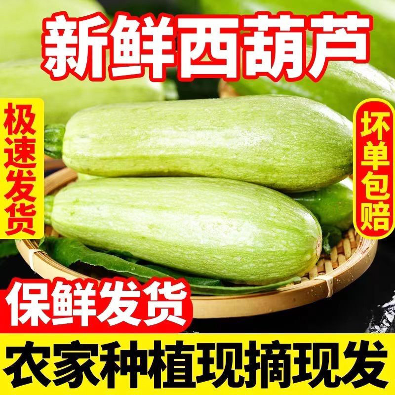 云南西葫芦新鲜采摘烧烤食材应当季蔬菜脆嫩爽口农家自种小瓜批发