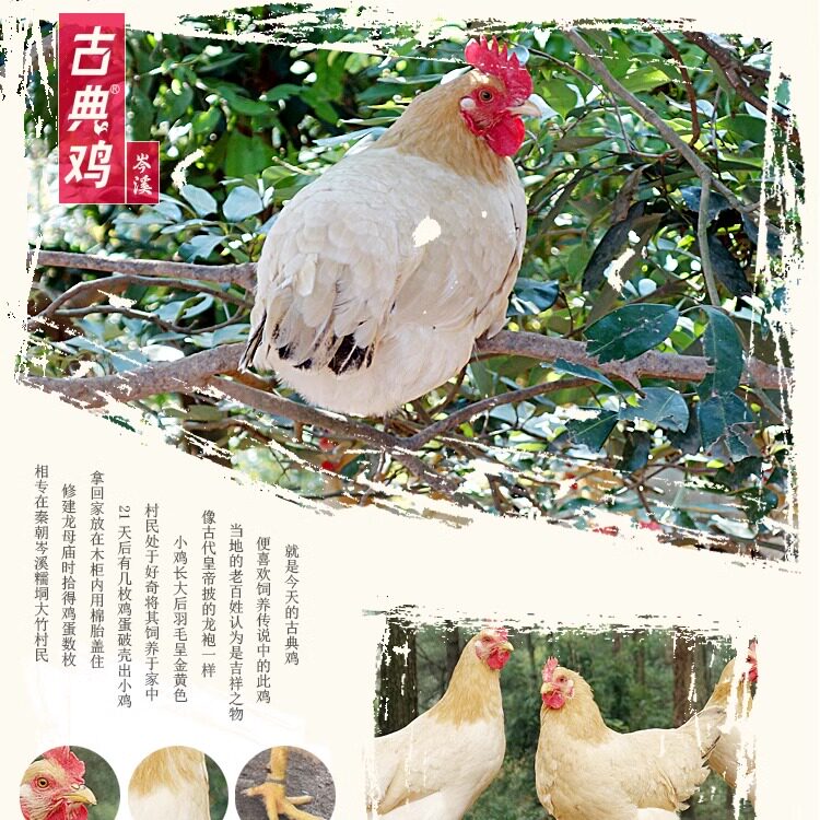 国家地理标志古典名鸡 岑溪优质山林散养古典三黄鸡2只装顺丰包邮