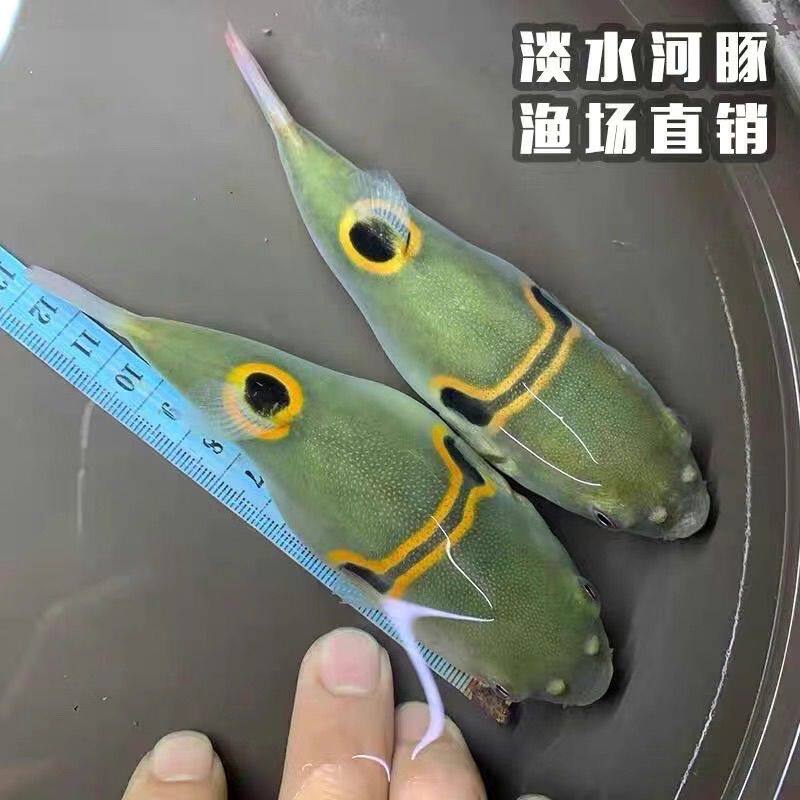 河豚鱼潜水艇小型巧克力娃娃热带鱼