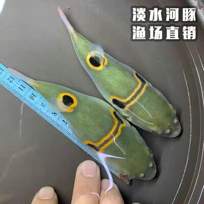 河豚鱼潜水艇小型巧克力娃娃热带淡水观赏宠物活体狗头鱼