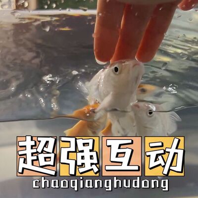 台湾蝴蝶鲤锦鲤冷水观赏鱼球体鲤鱼正宗短身鱼苗纯种充氧发货包活