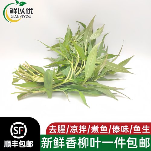 云南新鲜香柳叶鱼生草叻沙叶香蓼辣蓼草拉萨叶拉莎叶鱼生配料香菜