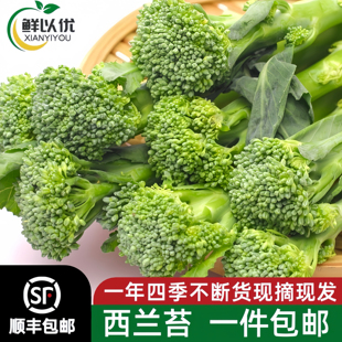 云南蔬菜西兰苔新鲜时令蔬菜手指西兰花兰花苔青花苔青花菜沙拉菜