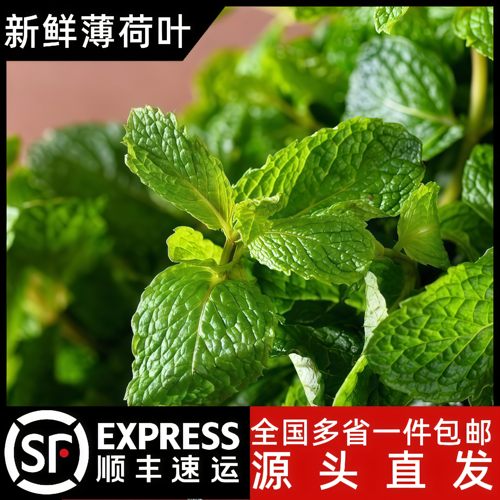 云南薄荷叶新鲜可食用烘焙调酒专用蛋糕装饰点缀商用奶茶店莫吉托
