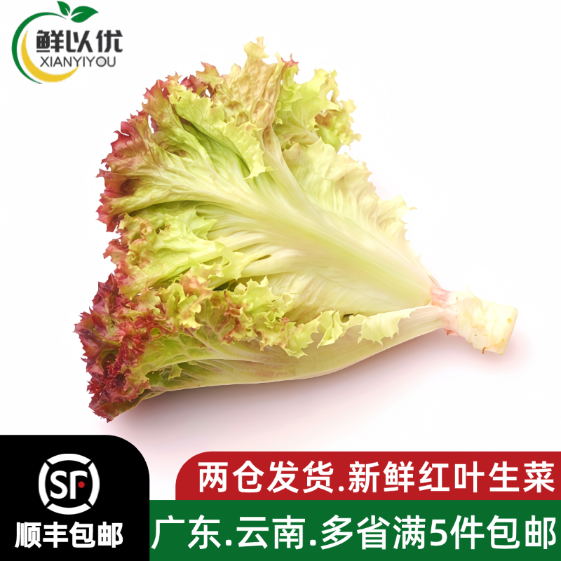 新鲜即食红叶生菜沙拉酒店摆盘搭配装饰轻食食材红叶生菜