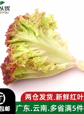 新鲜即食红叶生菜沙拉酒店摆盘搭配装饰轻食食材红叶生菜