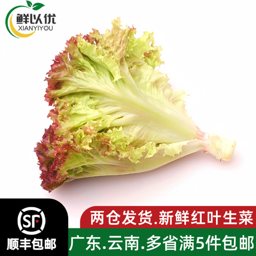 新鲜即食红叶生菜沙拉酒店摆盘搭配装饰轻食食材红叶生菜