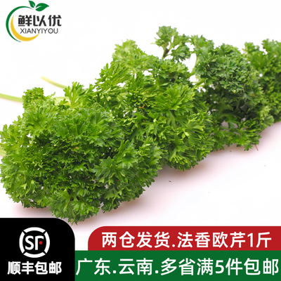 新鲜番西法国香芹荷兰欧芹西洋芹西餐厅摆盘装饰用品新鲜番西蔬菜