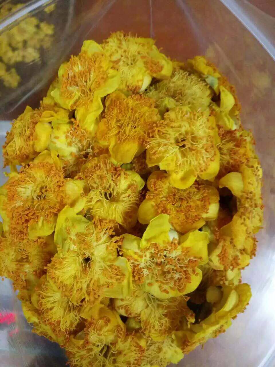 防城港普通种金花茶干花 微波干燥 一朵