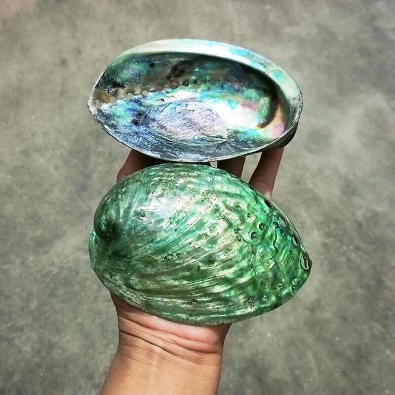 驴耳贝墨西哥鲍鱼贝天然贝壳海星海螺七彩贝鱼缸造景地中海装饰品