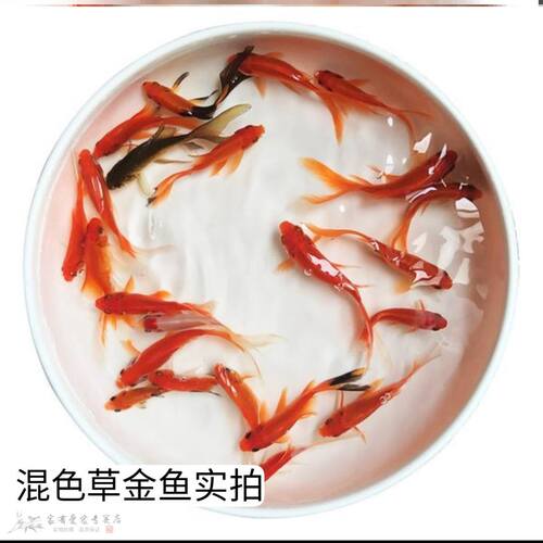 小金鱼观赏鱼迷你价格 小金鱼观赏鱼迷你图片 星期三
