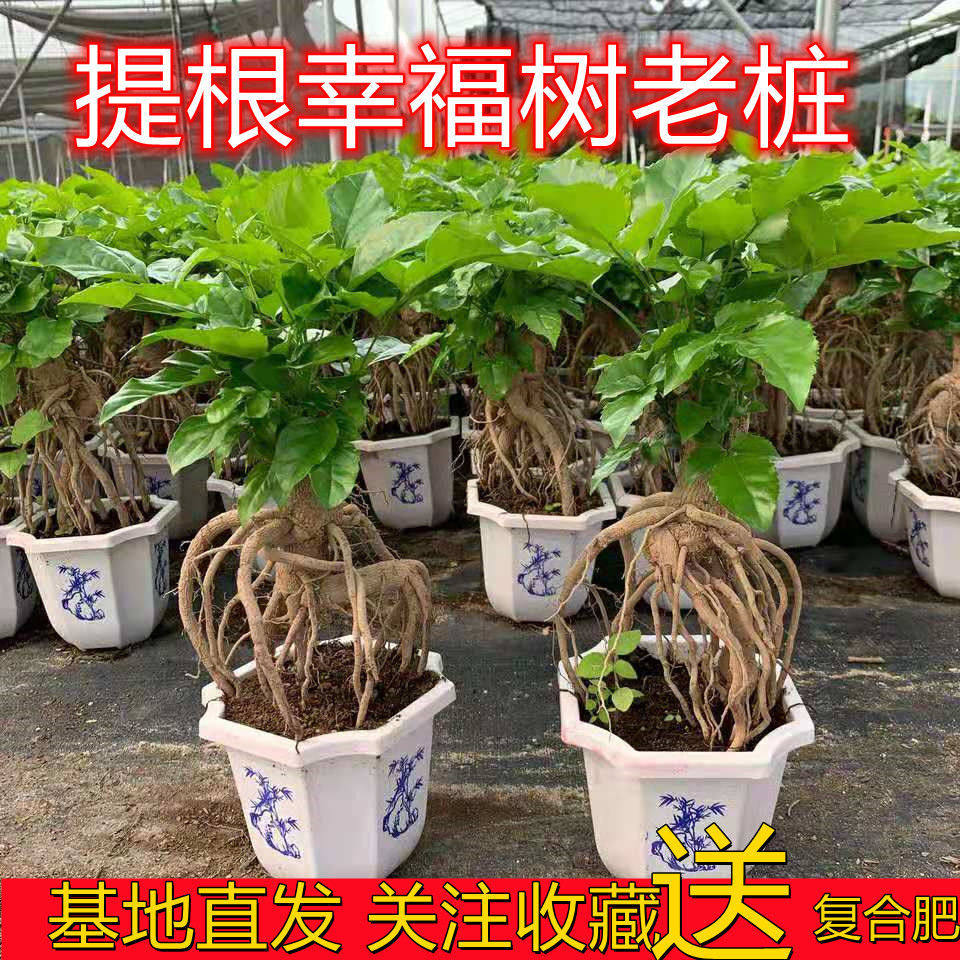 绿宝提根老桩幸福树盆栽室内