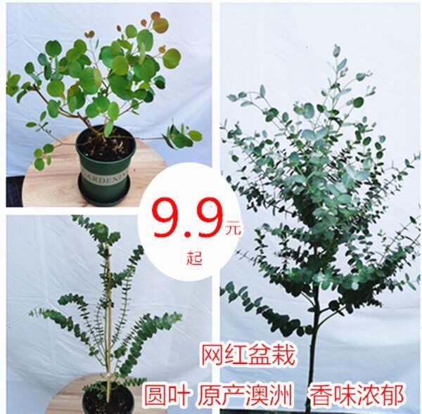 尤加利棒棒糖桉树苹果按盆栽植物多花桉银叶桉银水滴花卉花苗包邮