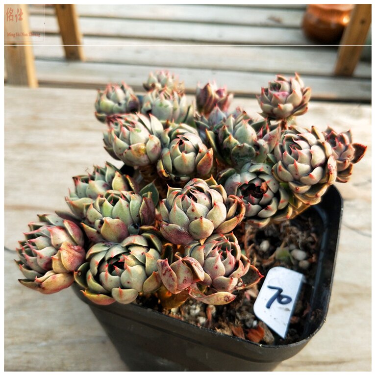福运韩版圣路易斯多肉植物老桩一物一拍图罕见新款稀有韩国进口精
