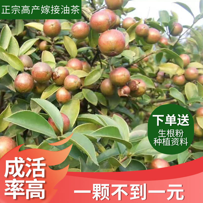 油茶树苗长林高产嫁接杂交山茶子籽树南方种植大果江西油茶苗
