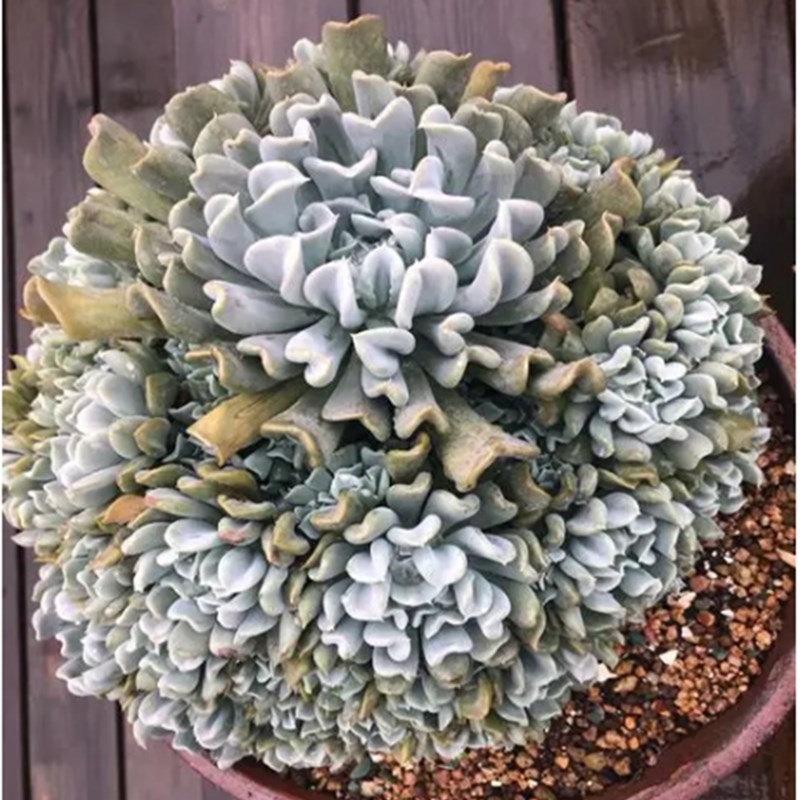 特玉莲多肉植物易爆棚群生大单头老桩花卉绿植组合个性超萌爱盆栽
