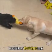 宠物狗狗啃咬玩具仿真小黄鸭子磨牙逗狗自嗨发声爆款 2026 新款