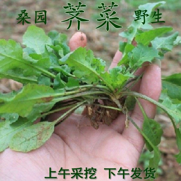 农家荠菜野生荠菜新鲜