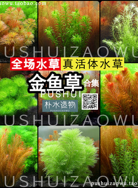 金鱼草鱼缸好养易活的有茎类淡水