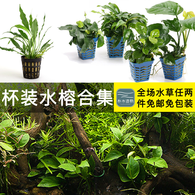 朴水造物阴性小水榕水草金钱榕椒榕大巴榕丹麦榕黄金榕燕尾榕,宠物/宠物食品及用品,水草,淘宝优惠券,粉丝福利购,淘宝优惠卷