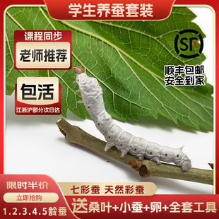 蚕宝宝活物学生养蚕套装春蚕卵新鲜桑叶活体蚕彩色巨型大蚕太空仓