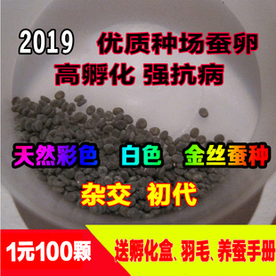 蚕宝宝卵桑蚕学生宠物天然金丝彩色蚕卵蚕种蚕子蚕籽初代杂交特价