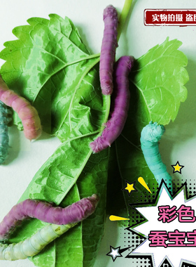 蚕宝宝干饲料 蚕宝宝彩色变色饲料搭配 黄紫红蓝白色5色饲料 包邮