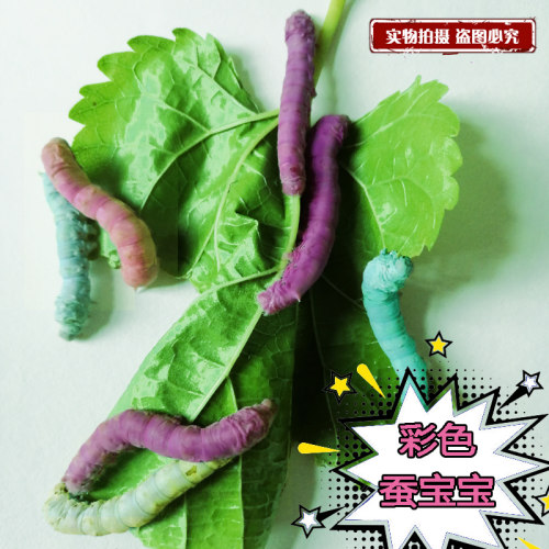 蚕宝宝干饲料红黄蓝紫七彩变色料