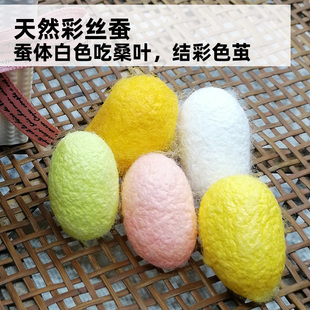 蚕宝宝天然彩丝蚕学生养蚕套装新鲜桑叶活蚕七彩幼蚕春蚕卵大蚕