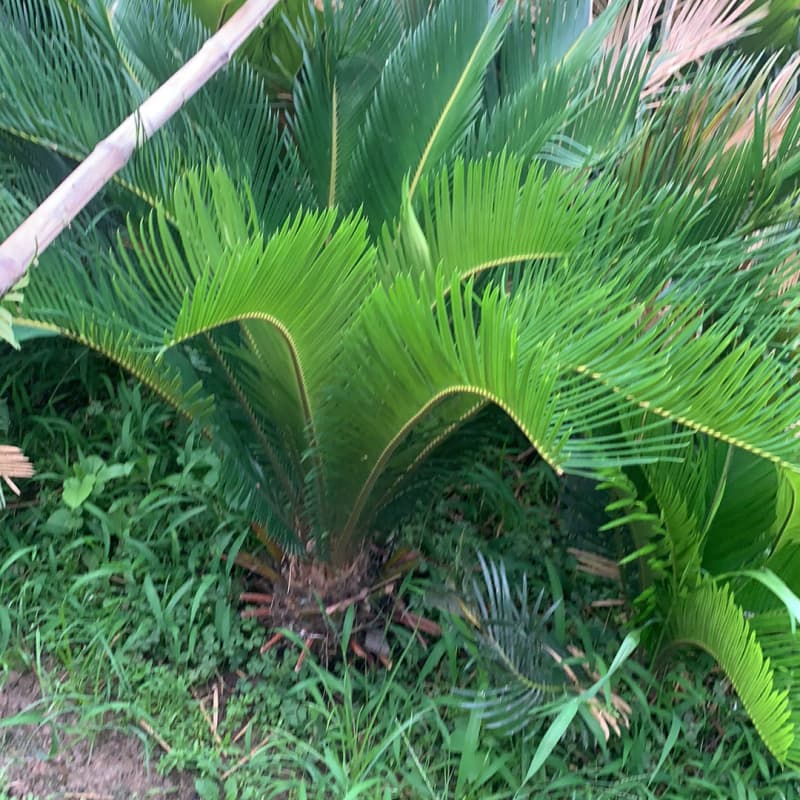 自己家里种的自家种的 带盆的不带盆的都有 冠经八十公--议价商品
