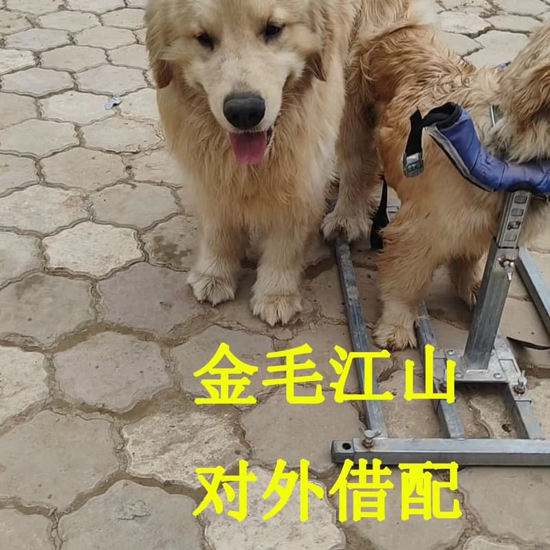 双血统金毛种公借配--议价商品