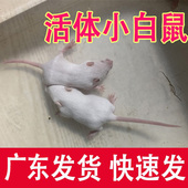 深圳活体小白鼠冰冻体乳鼠红皮白霜跳跳亚成体繁殖组爬猫宠物饲料