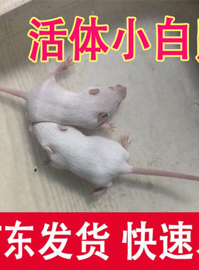 活体小白鼠冰冻乳鼠红皮广东深圳