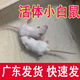 深圳活体小白鼠冰冻体乳鼠红皮白霜跳跳亚成体繁殖组爬猫宠物饲料