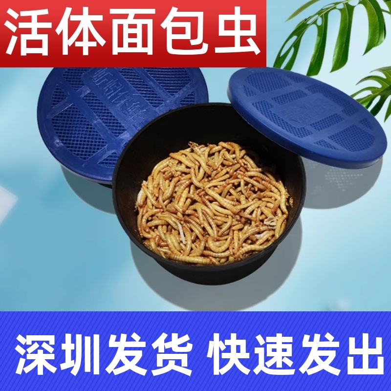 深圳面包虫活体黄粉虫宠物饲料八哥鸟乌龟话梅鸟龙鱼饲料饵钓守宫