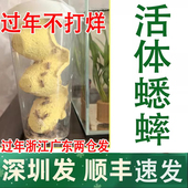 顺丰白蟋蟀活体深圳杯装 针头蟋蟀活体蛐蛐油葫芦龙鱼角蛙守宫鸟食