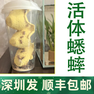 顺丰白蟋蟀活体深圳杯装 针头蟋蟀活体蛐蛐油葫芦龙鱼角蛙守宫鸟食