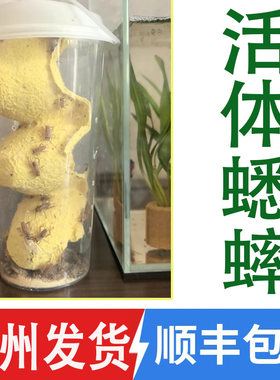 白蟋蟀油葫芦活体奶茶杯装广东发