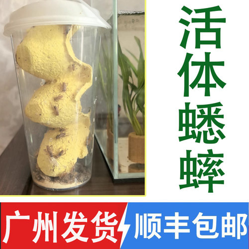 白蟋蟀油葫芦活体奶茶杯装广东发
